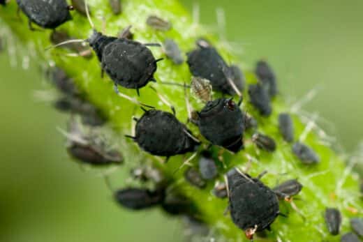 À épingler : Protéger les artichauts des pucerons noirs : conseils et solutions naturelles