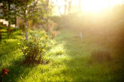 Quelques astuces pour protéger vos plantes des fortes chaleurs