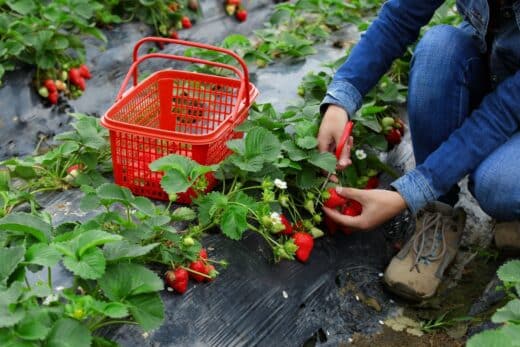 À épingler : Recette naturelle pour protéger vos fraises d’une invasion de chenilles