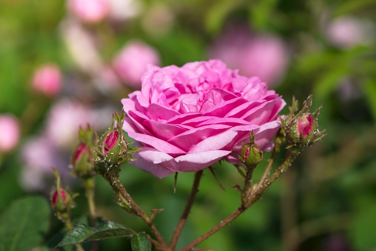 Rosier