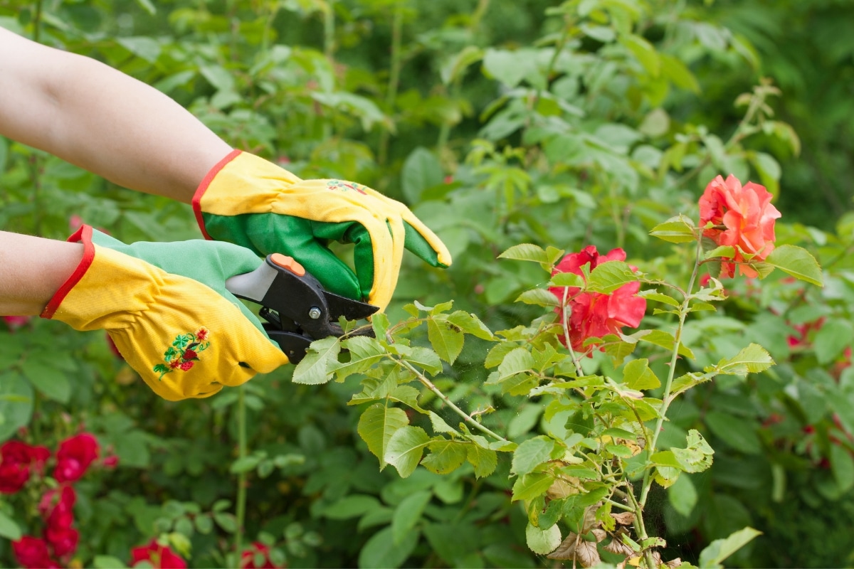 Rosiers remontants et non remontants conseils de taille pour un floraison optimal