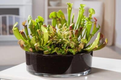 Sarracenia en pot