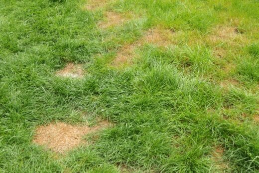 À épingler : Des taches sur la pelouse ? Causes et solutions efficaces