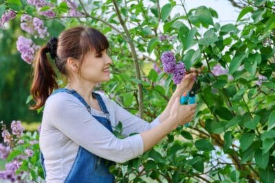 Taillez cette plante dès ce mois de juin pour une floraison spectaculaire l'année prochaine