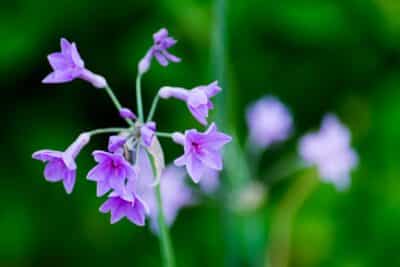 Tulbaghia violacea