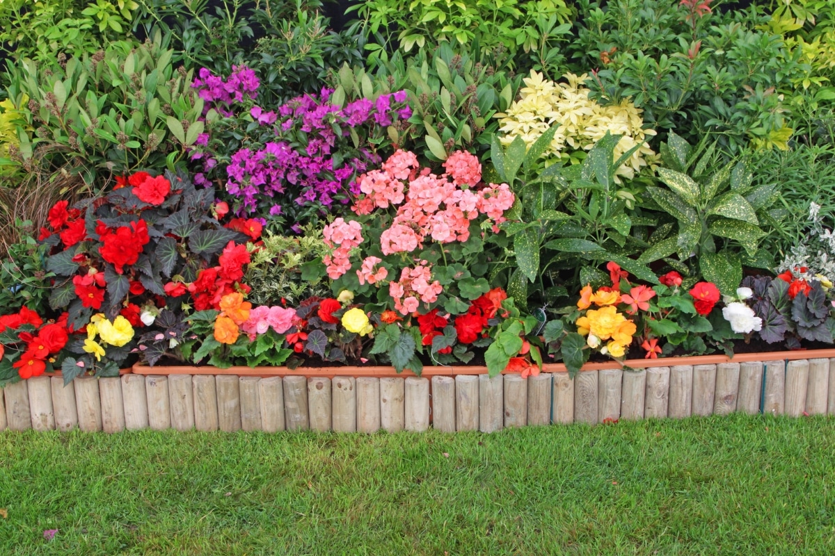 Un parterre de fleurs