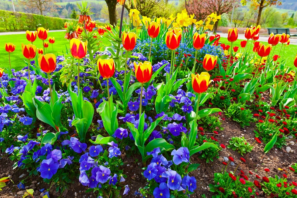 Un parterre fleuri