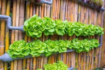 Un potager vertical