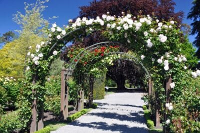 Variétés de rosiers grimpants pour une arche