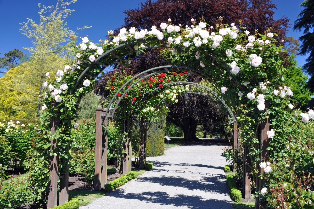 Variétés de rosiers grimpants pour une arche