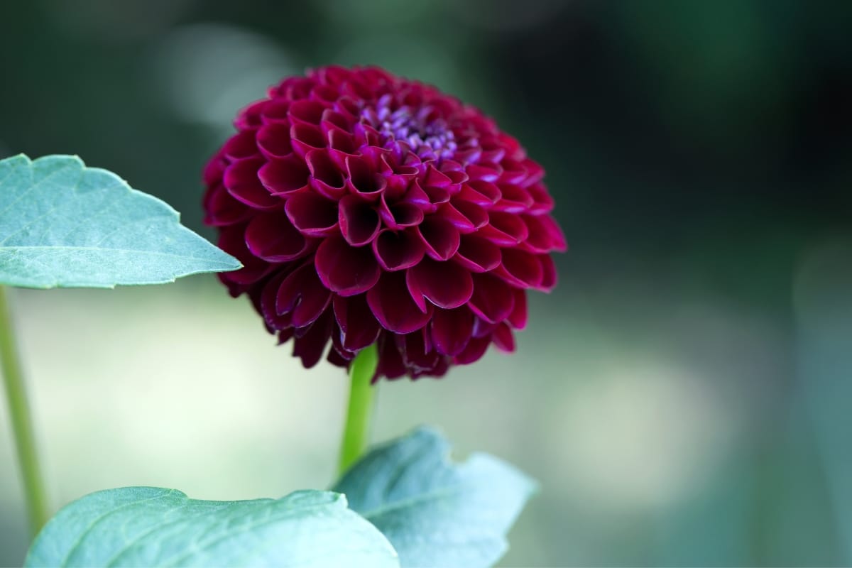 Voici 5 plantes au parfum de chocolat pour un jardin gourmand