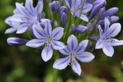 Voici 6 plantes idéales pour un sol sec et un climat chaud