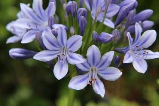 À épingler : Voici 6 plantes idéales pour un sol sec et un climat chaud
