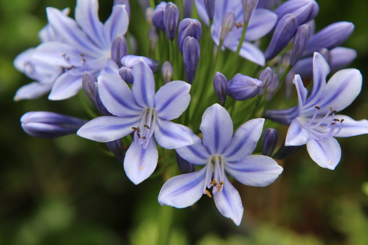 Voici 6 plantes idéales pour un sol sec et un climat chaud
