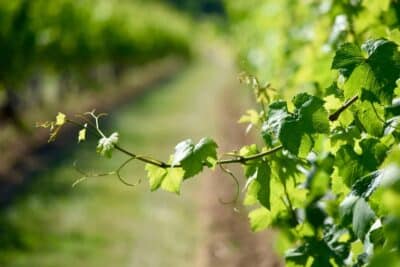 Vos vignes ne fleurissent pas ? causes et solutions