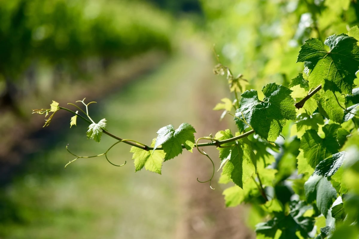 Vos vignes ne fleurissent pas ? causes et solutions