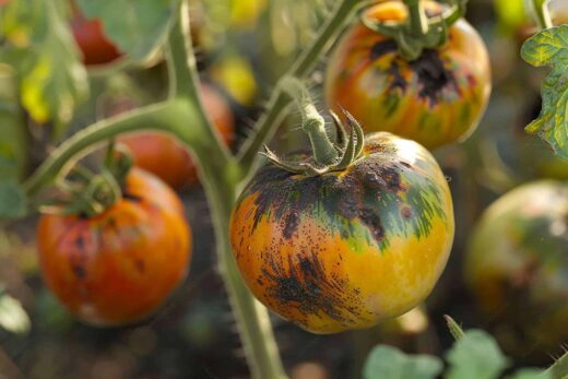 À épingler : Comment traiter la maladie de la tige noire chez les tomates : causes et solutions efficaces