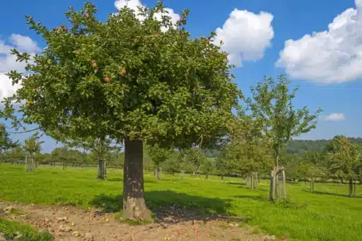 À épingler : Comment prendre soin des arbres fruitiers dans son jardin ?