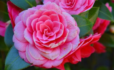Camelia Japonica