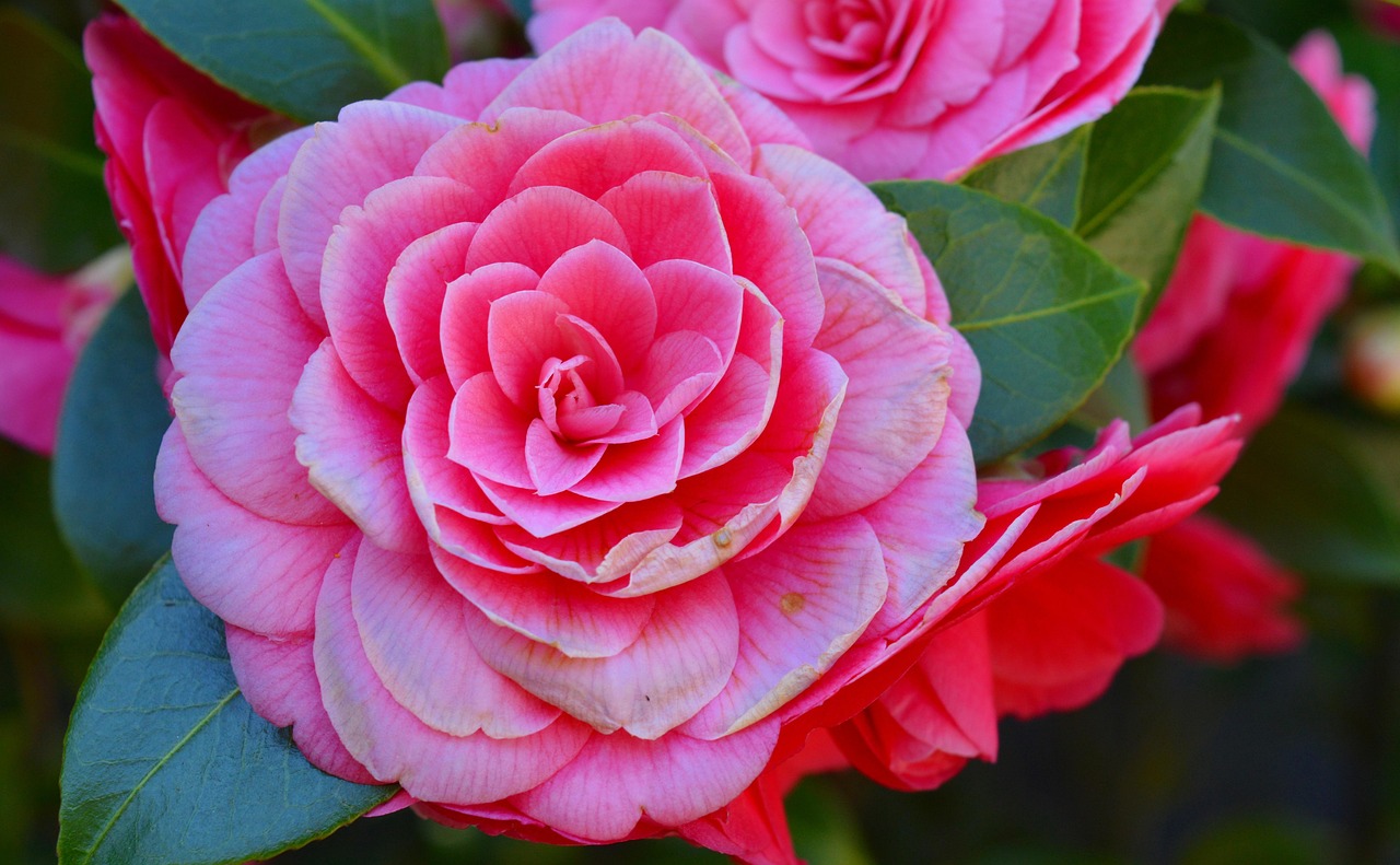 Camelia Japonica