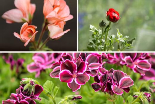 À épingler : Fleurs à planter en février : les variétés idéales pour un jardin éclatant au printemps !
