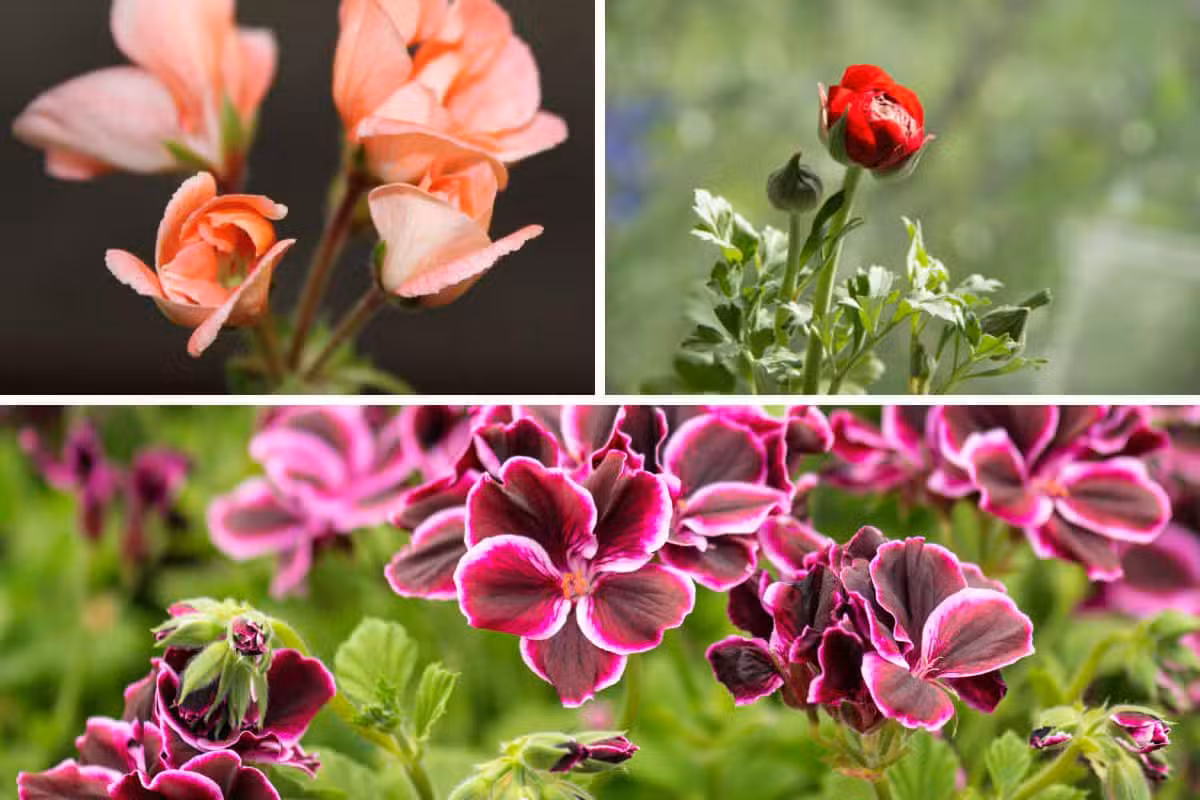 Fleurs à planter en Février pour un beau jardin au printemps
