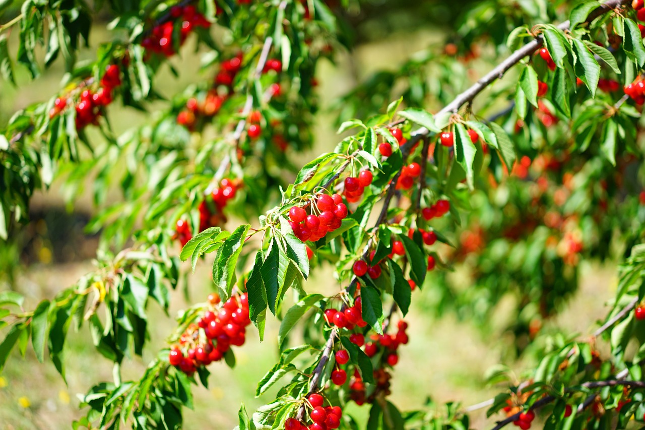 Arbre fruitier : cerisier plein de fruits