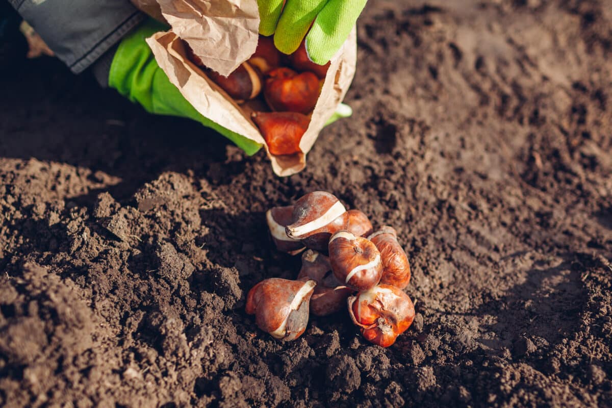 Bulbes de fleurs pour l'été