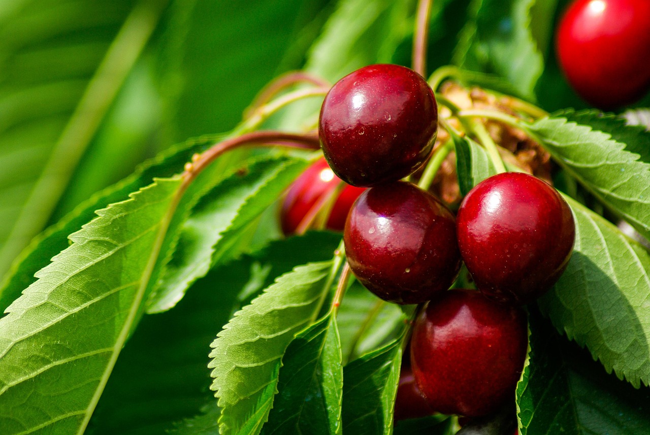 Arbres fruitiers l’engrais idéal pour une récolte abondante ! Ctendance — free download
