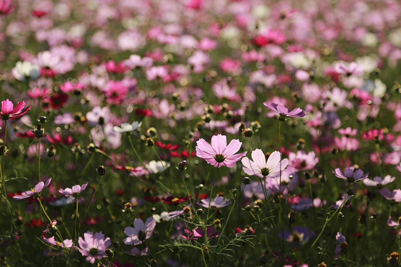 Cosmos en avril