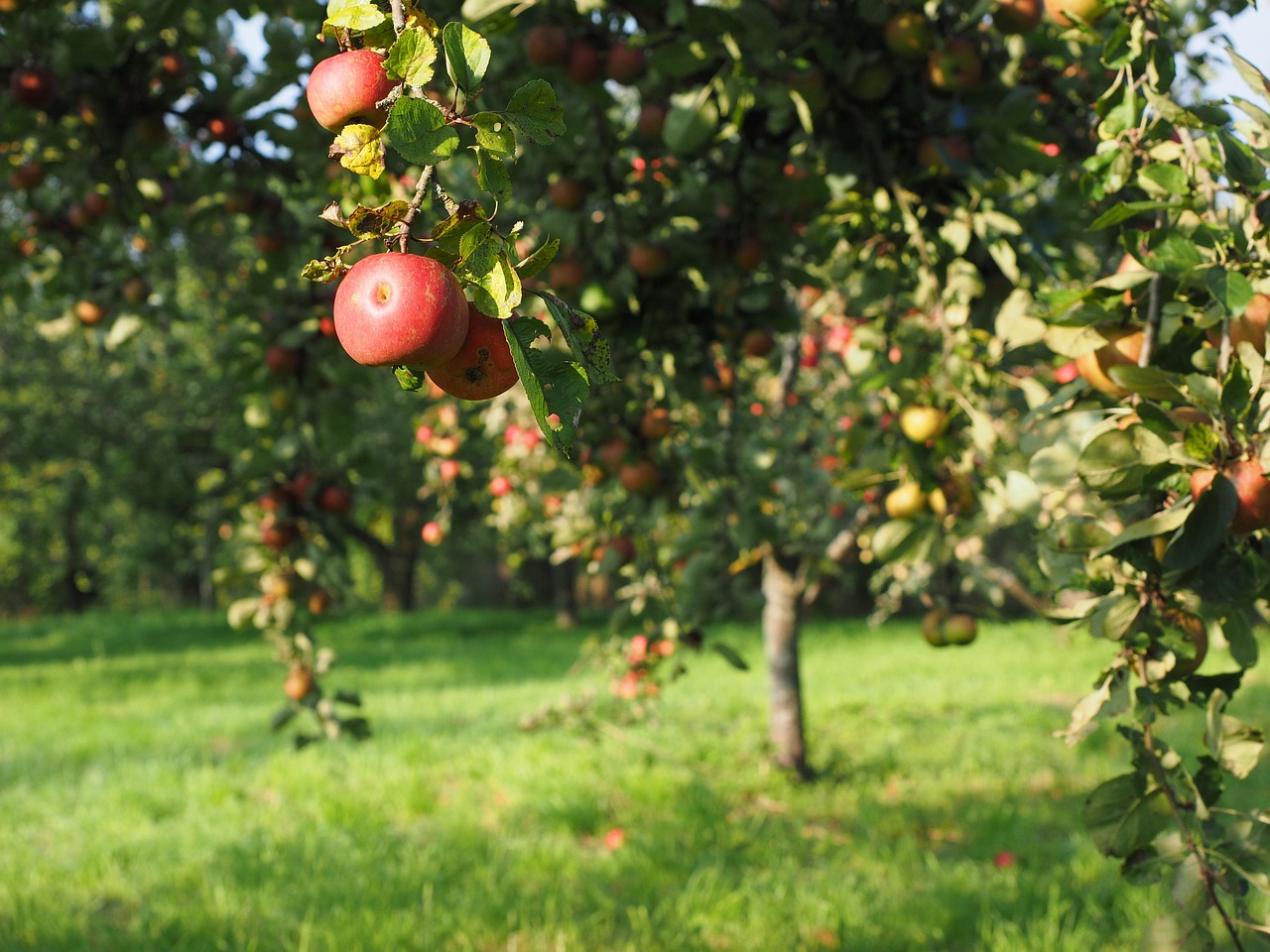 Créez votre verger les secrets pour cultiver des fruits chez vous