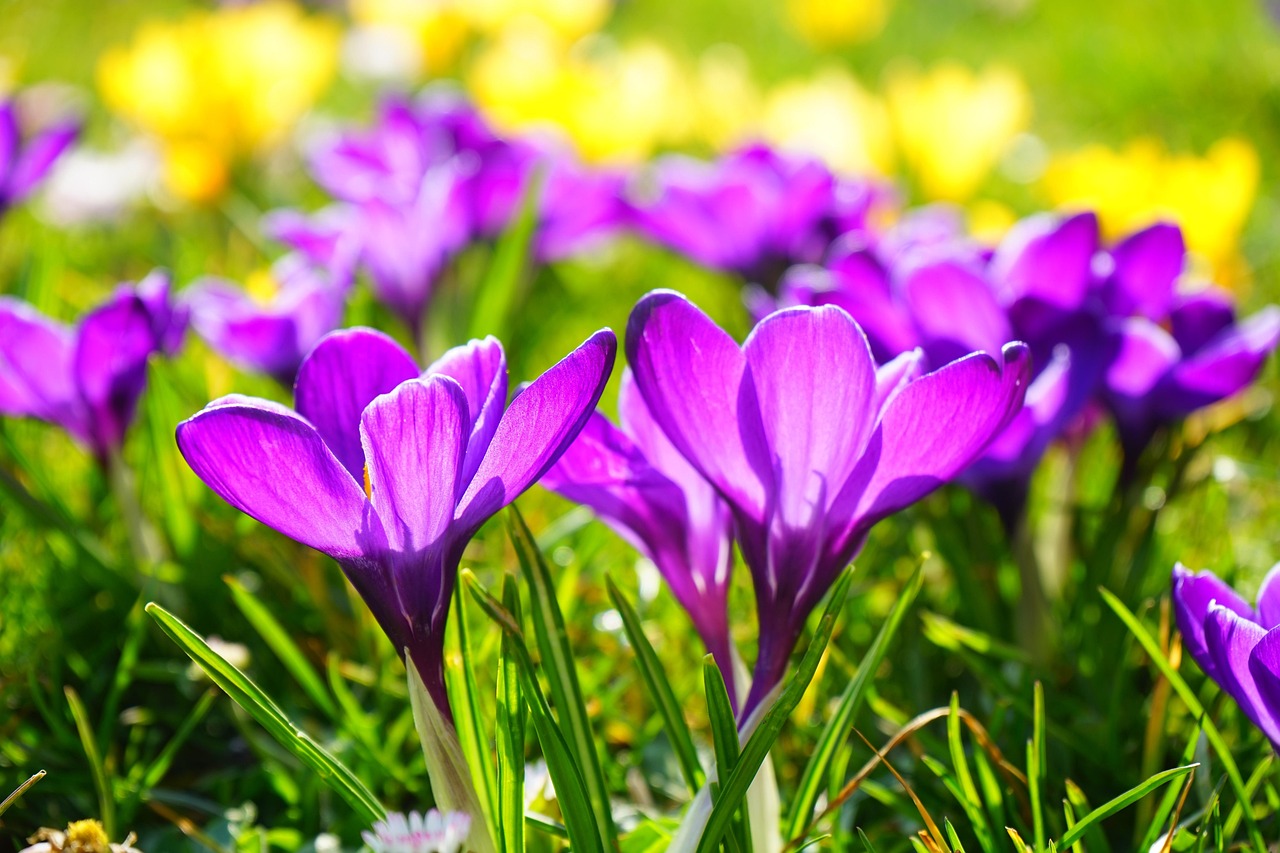 Crocus au printemps