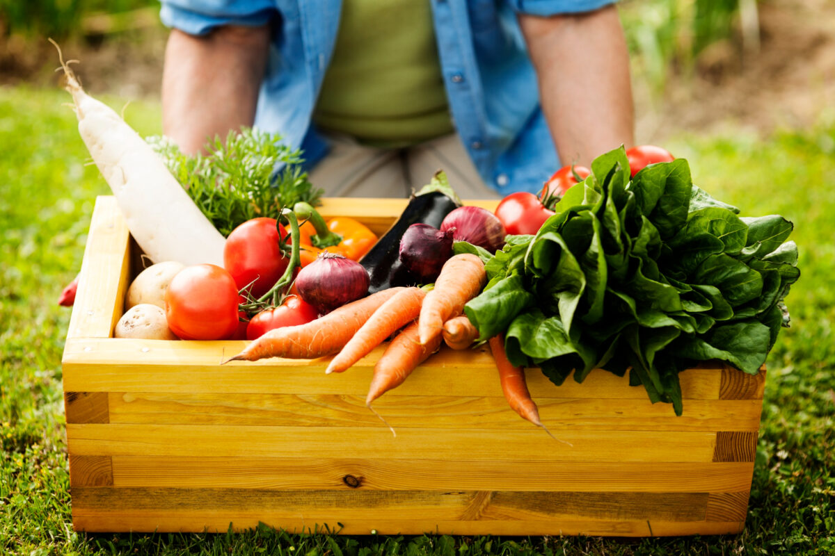 Débuter un potager 10 plantes inratables à cultiver même sans expérience