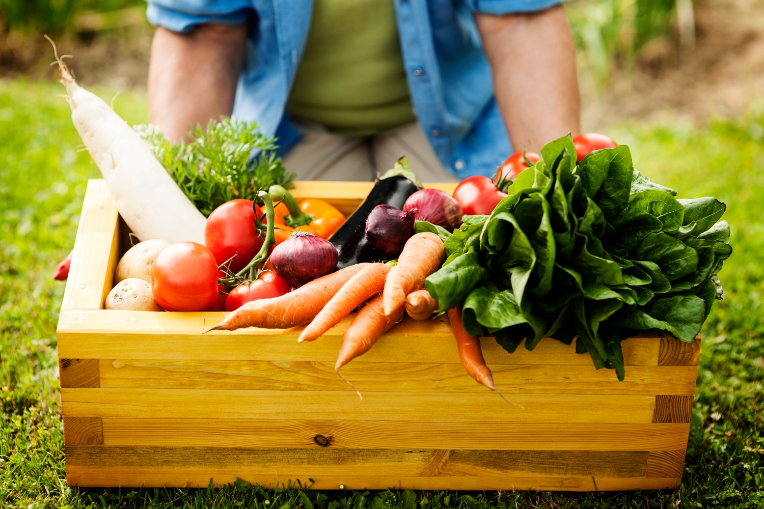 Débuter un potager 10 plantes inratables à cultiver même sans expérience