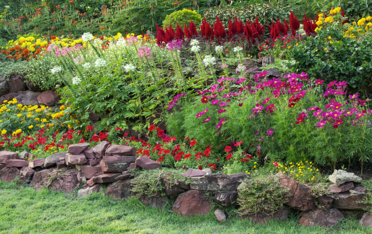 Massif de fleurs vivaces