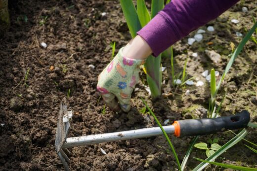 À épingler : Jardin sans mauvaises herbes : les secrets d’un désherbage efficace et écologique