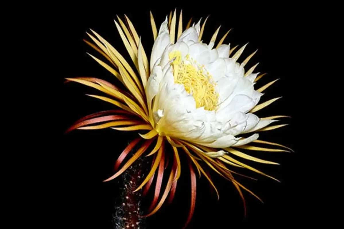 Fleurs nocturne