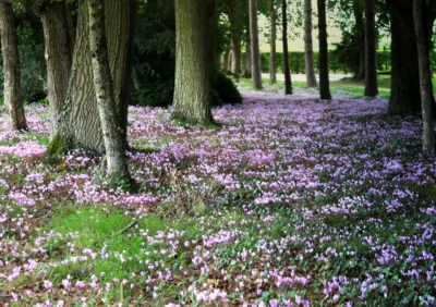 Fleurs sous un arbre