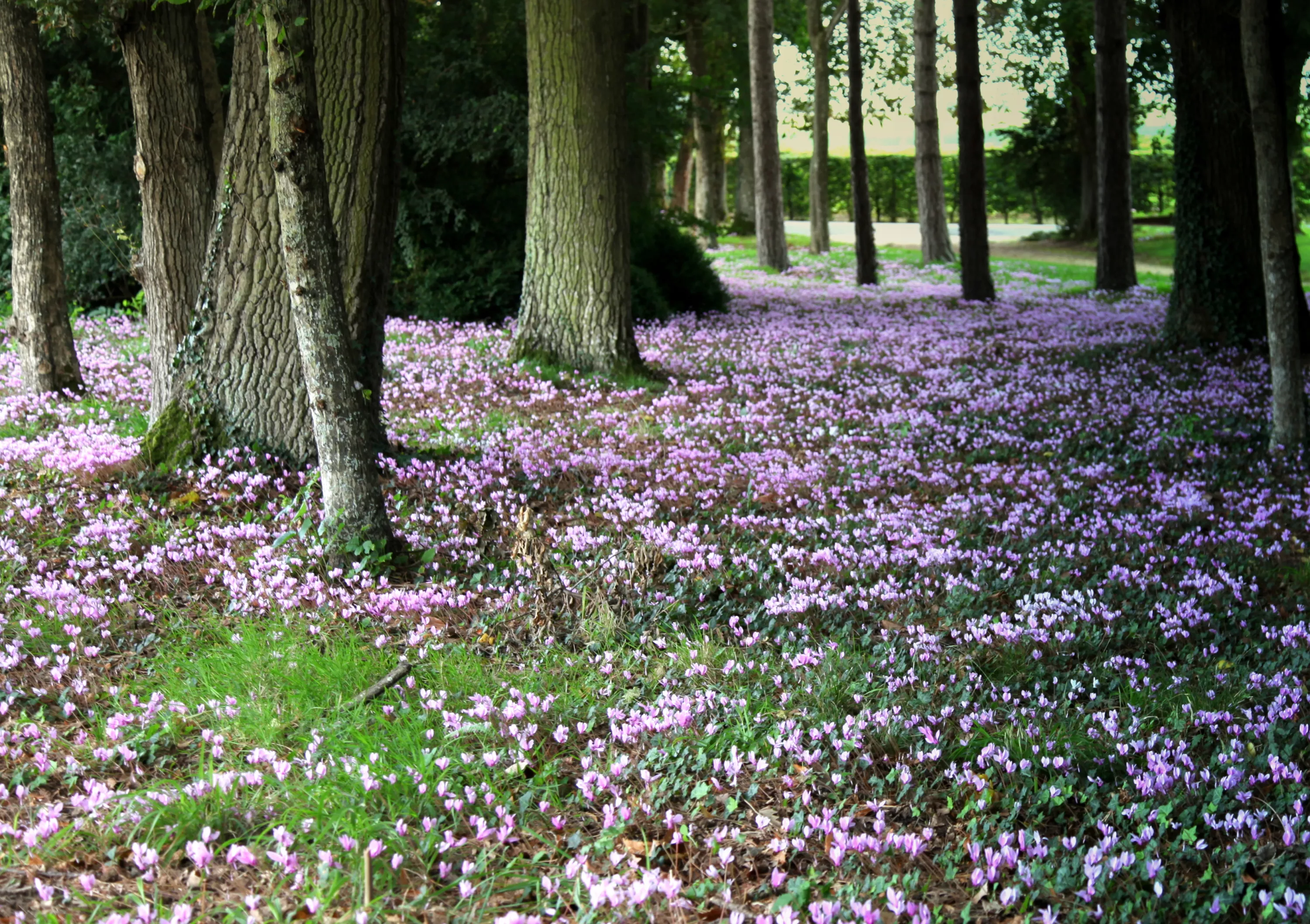 Fleurs sous un arbre