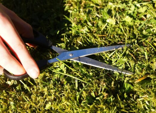 À épingler : Les gestes essentiels pour semer et entretenir une pelouse verdoyante toute l’année !