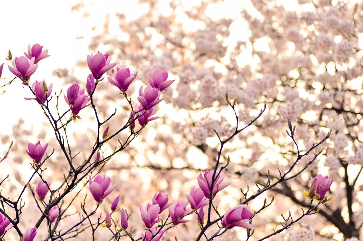 Le top 15 des fleurs roses à planter au printemps