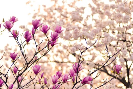 À épingler : 15 des plus belles fleurs roses à planter au printemps pour un jardin féerique