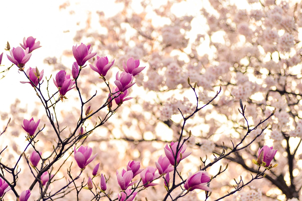 Le top 15 des fleurs roses à planter au printemps