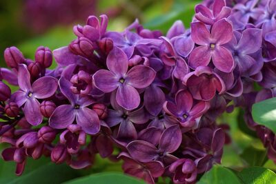 Lilas et autres arbrisseaux