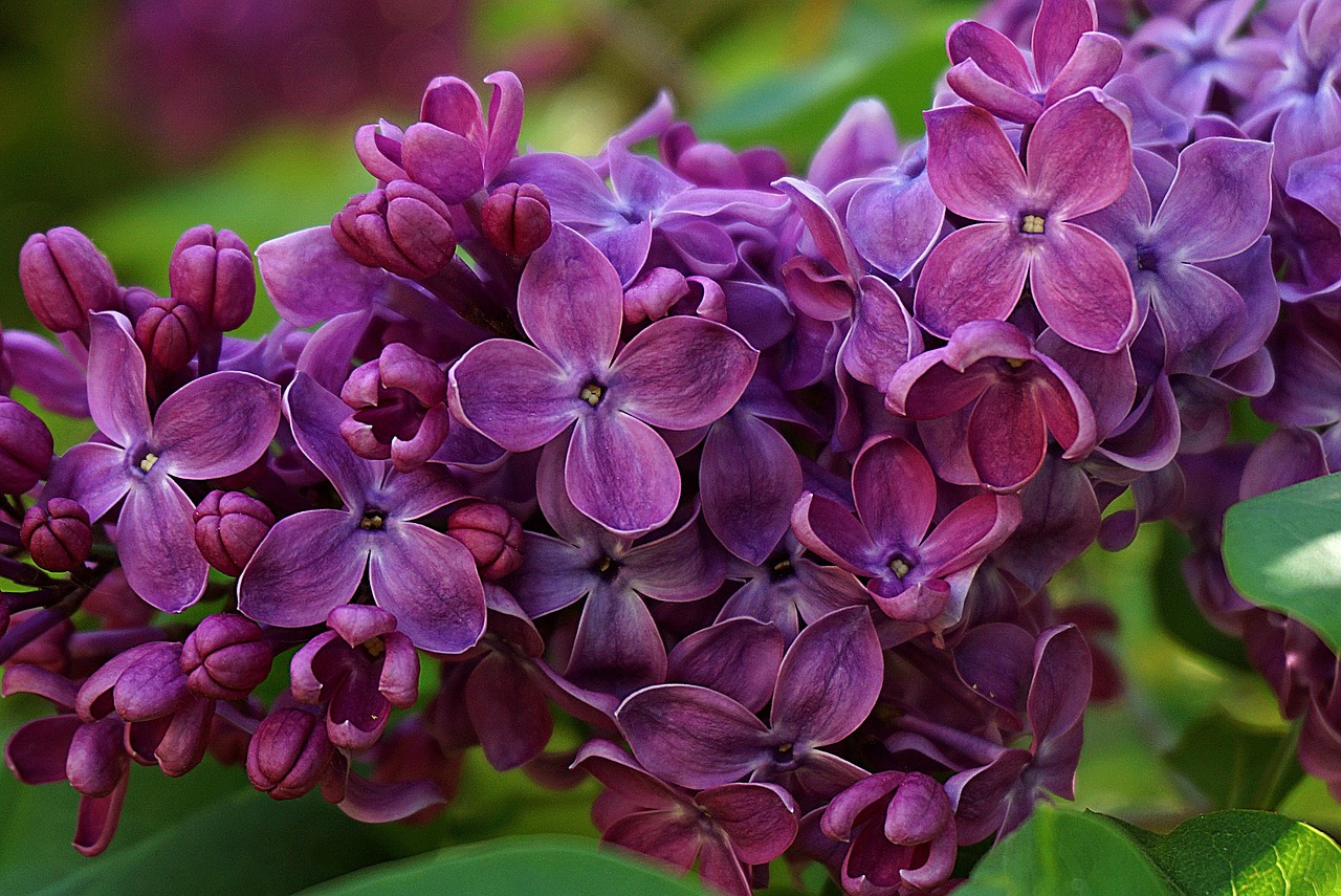 Lilas et autres arbrisseaux