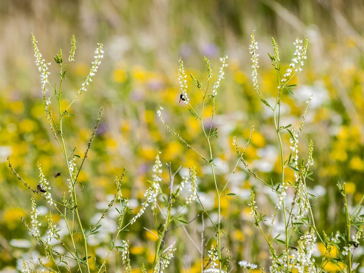 Mélilot comme engrais vert