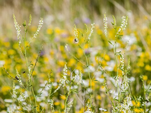 À épingler : Engrais verts : pourquoi et comment les semer pour un sol fertile et en bonne santé ?