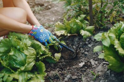 Opitmiser l'espace au potager