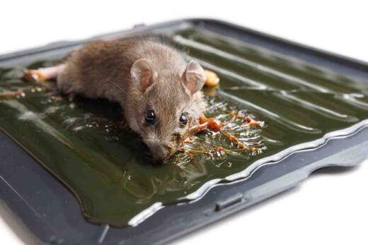 À épingler : Pièges à rats : faut-il interdire la colle ? Le débat relancé
