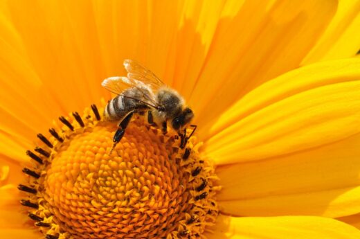 À épingler : Plantes mellifères : découvrez leur rôle essentiel et les meilleures variétés à cultiver !